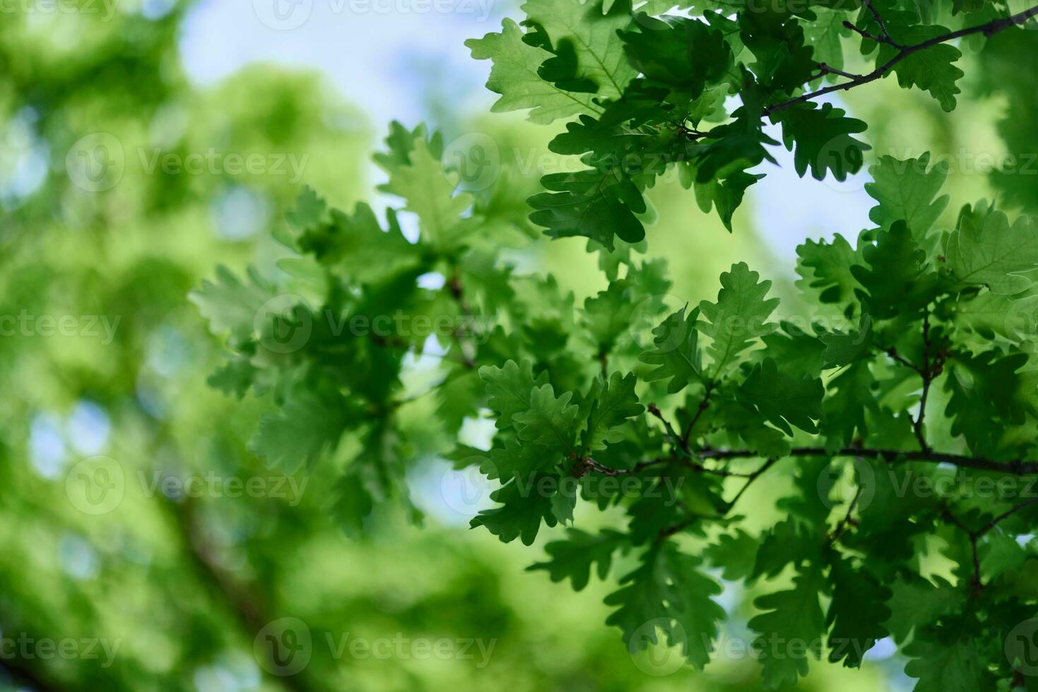 verde fresco folhas em carvalho galhos fechar-se contra a céu dentro luz solar foto