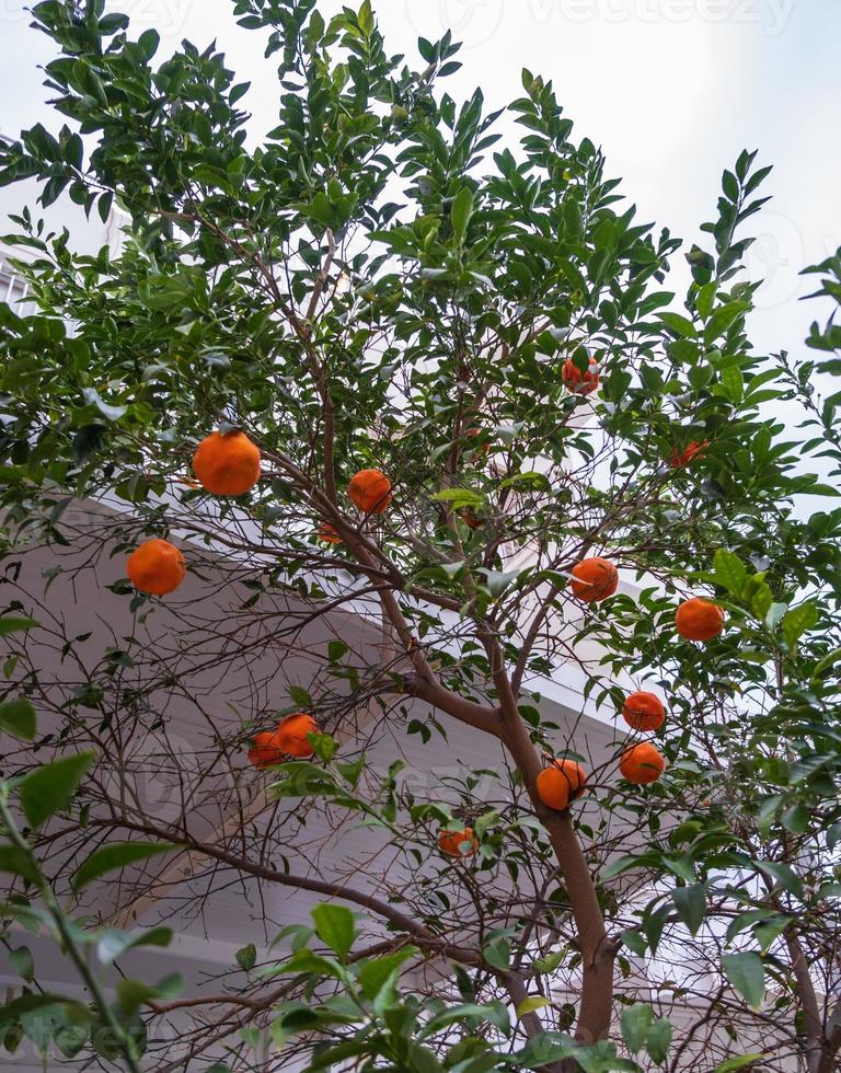 árvore de tangerina no quintal de uma casa na cidade velha de nicosia, chipre foto