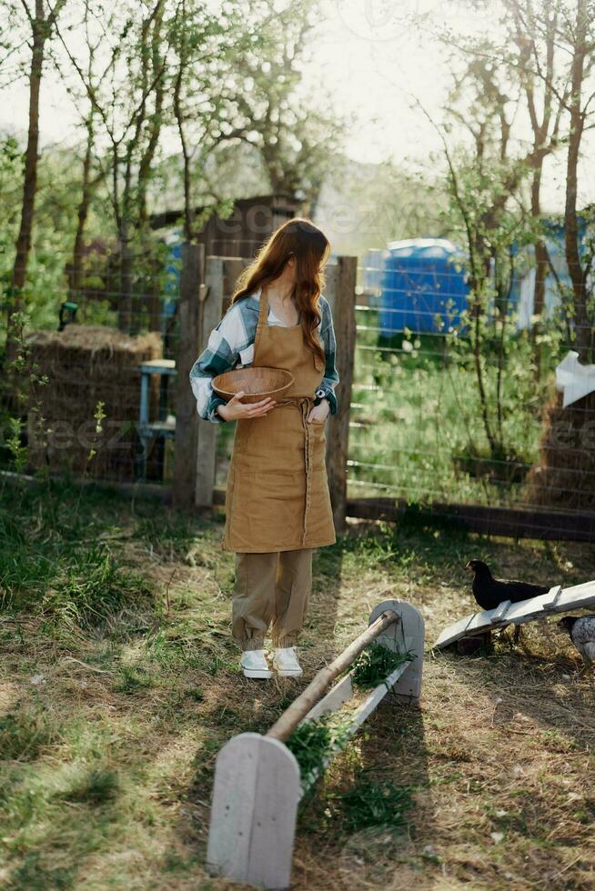 uma jovem mulher trabalho em uma Fazenda e derrama fresco alimentação a partir de uma tigela para alimentação a galinhas e faz certo a Comida é limpar \ limpo e orgânico para a saúde do a rostos e galinhas em uma verão ensolarado dia foto