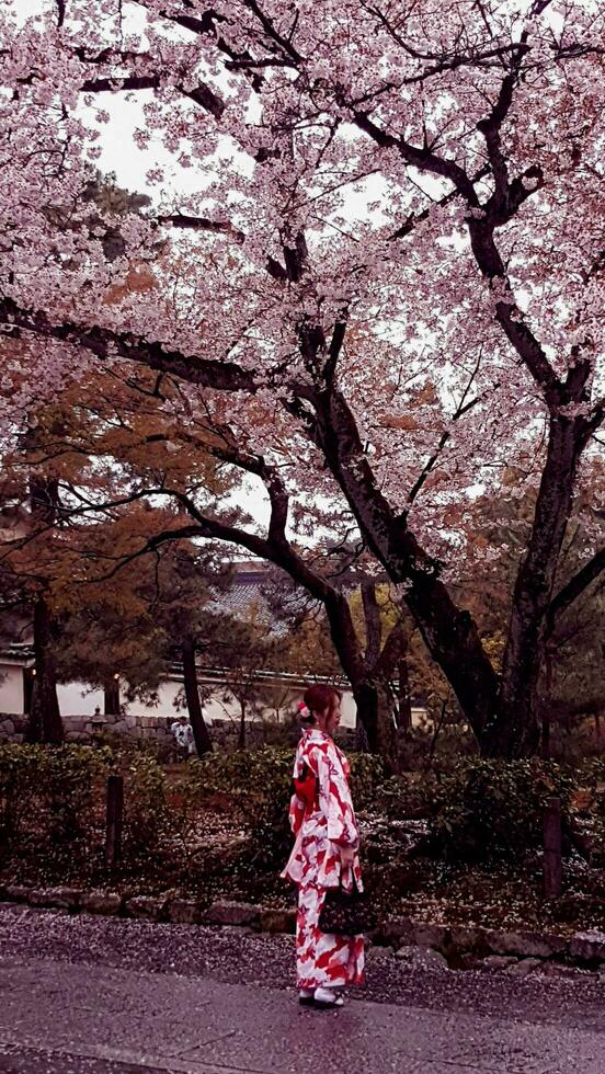 kyoto, japão, em 8 de abril de 2019. as pessoas estão andando enquanto usam guarda-chuvas porque está chovendo. foto