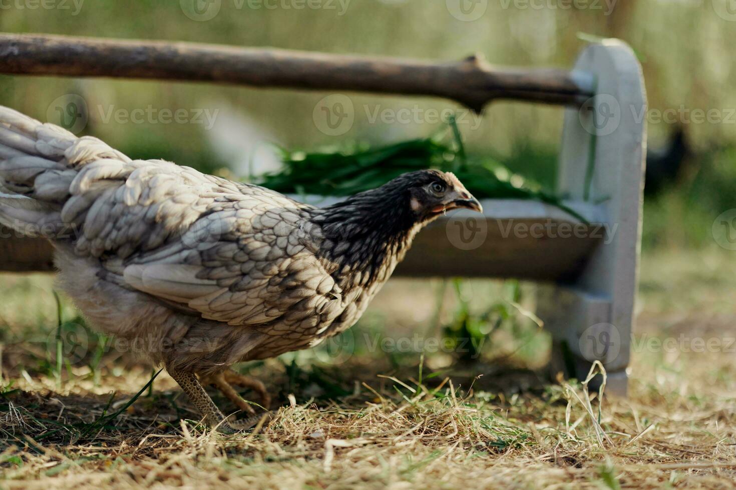 uma cinzento galinha bicando às fresco orgânico alimentação a partir de uma Fazenda alimentador enquanto em pé em verde Relva dentro a natureza foto