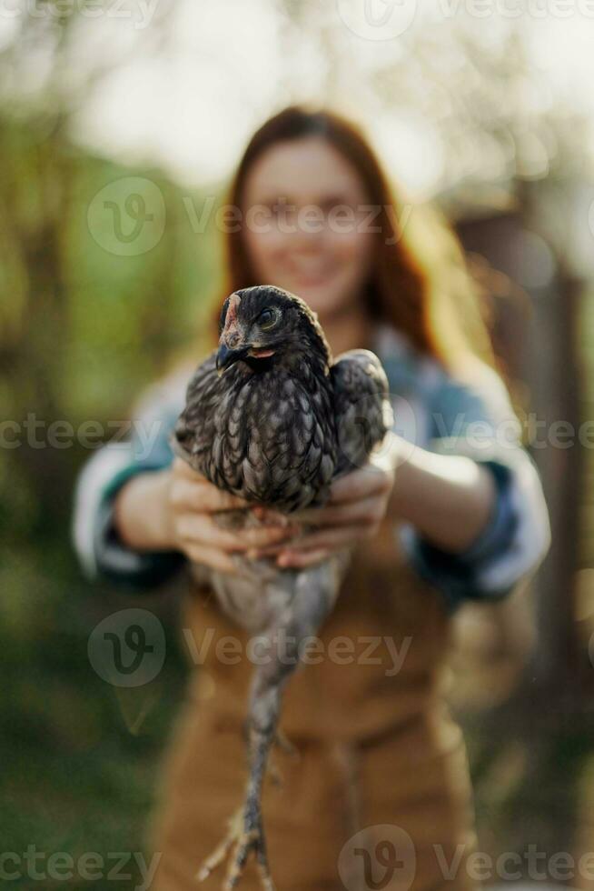 uma feliz jovem mulher sorrisos Como ela parece para dentro a Câmera e detém uma jovem frango este lays ovos para dela Fazenda dentro a luz solar. a conceito do carinhoso e saudável aves de capoeira foto