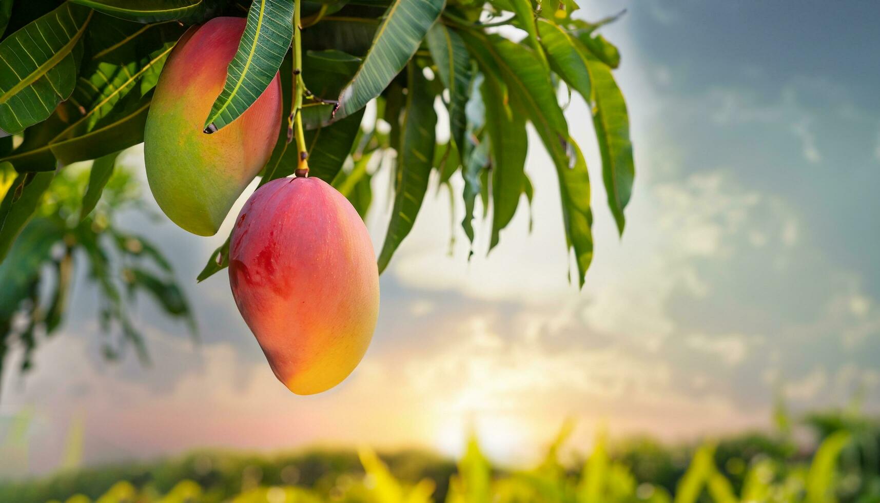 manga fruta suspensão em uma árvore com uma rústico de madeira mesa foto