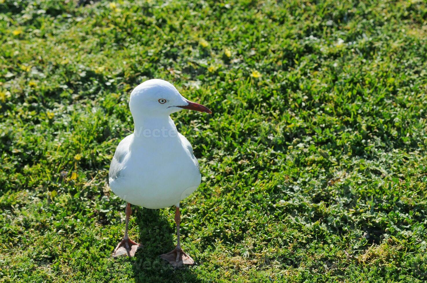 branco gaivota dentro a parque dentro Sydney Austrália foto