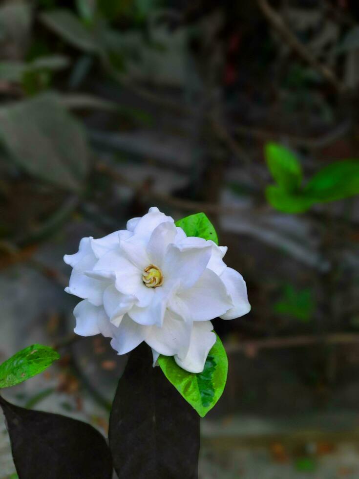 flor dentro a manhã fundo imagem . foto