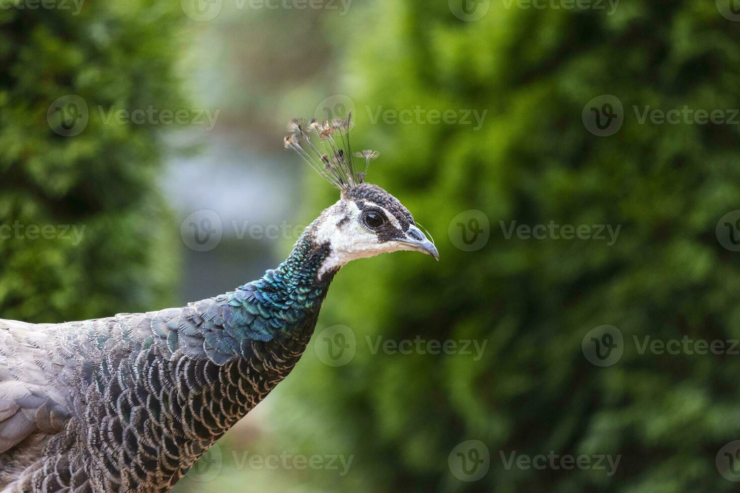 colorida masculino pavão voltado para Câmera W foto