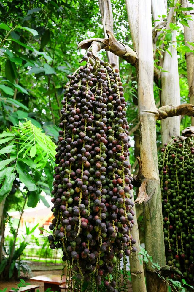 Açaí bagas frutas em Palma árvore dentro tropical jardim e floresta tropical. foto