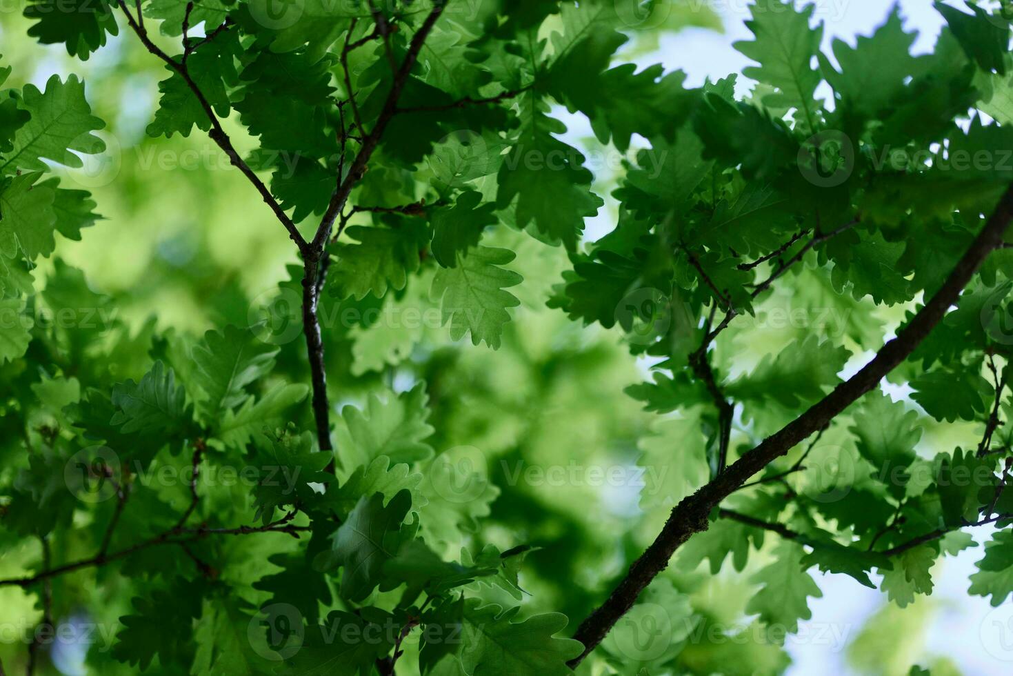 lindo fresco Primavera verde folhas do a carvalho árvore em a galhos contra a azul céu foto