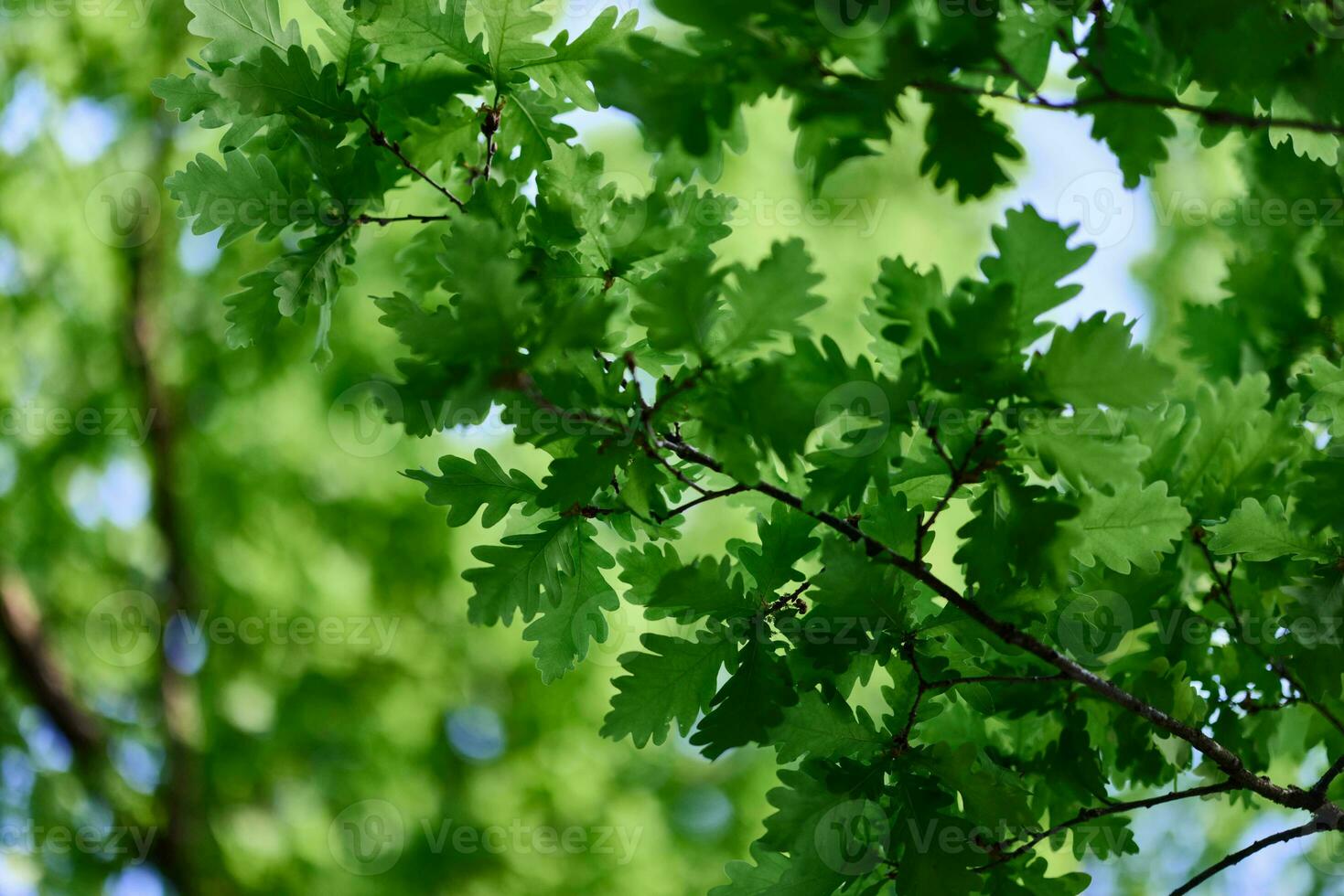 verde fresco folhas em carvalho galhos fechar-se contra a céu dentro luz solar foto