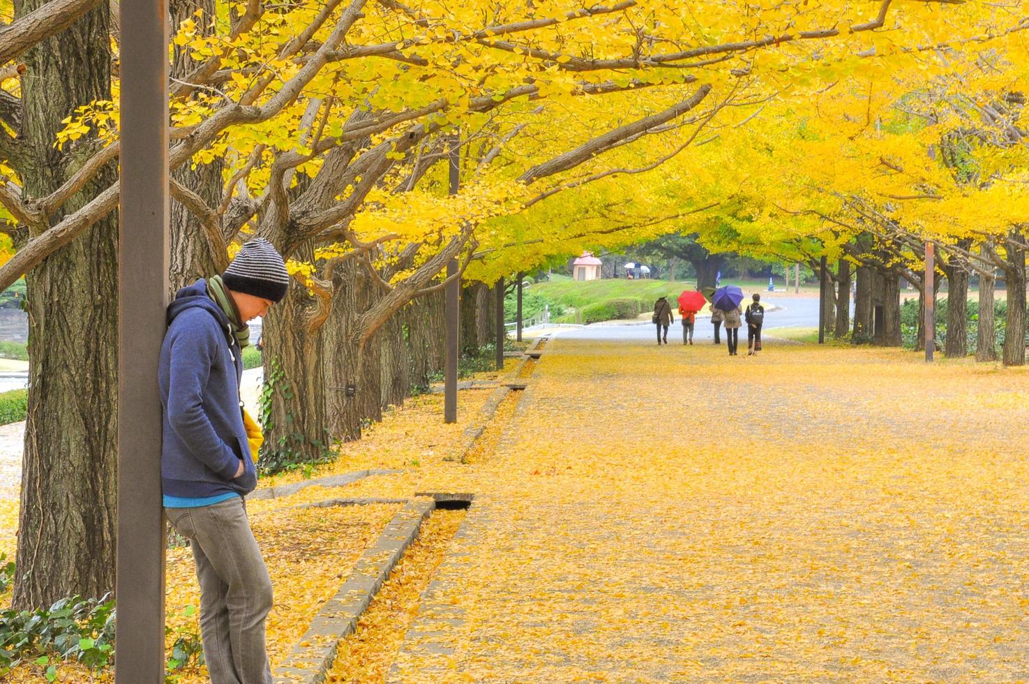 retrato de um homem asiático em pé sob a árvore de raiz de ginkgo entre as folhas amarelas caindo no parque foto