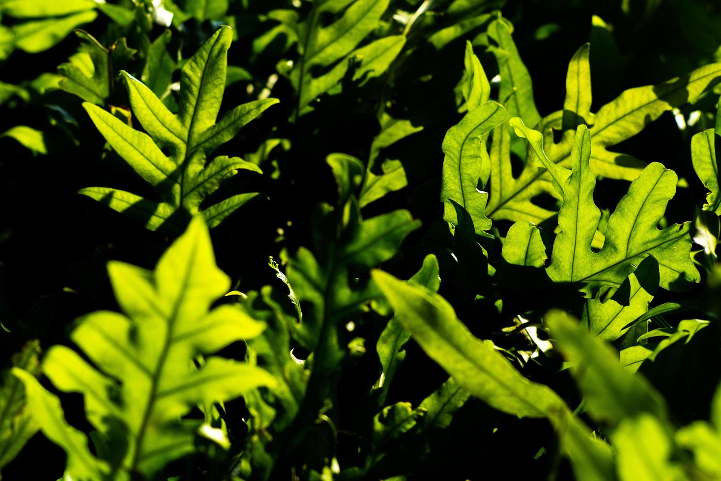 foco seletivo de folhas de plantas com luz do sol no jardim tropical foto