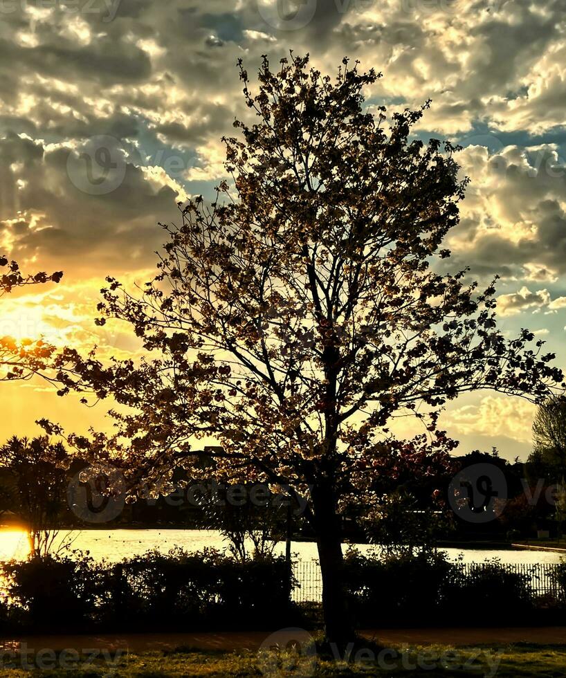 silhueta do uma árvore em a costa do uma lago às pôr do sol foto