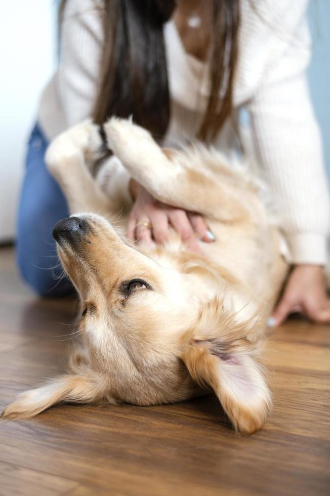 mulher acariciando cachorro em casa foto