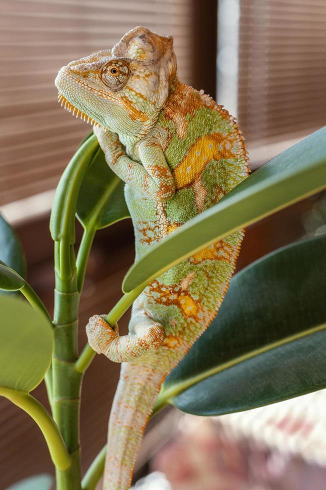 camaleão na planta foto