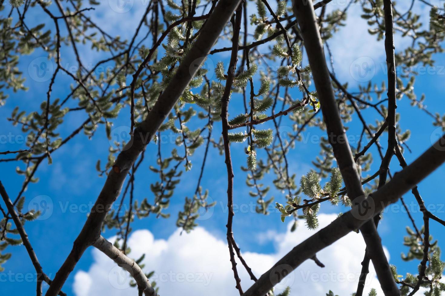 botões de salgueiro no céu azul e fundo de nuvens brancas foto