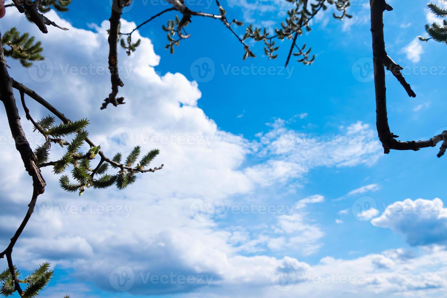 botões de salgueiro no céu azul e fundo de nuvens brancas com espaço de cópia foto