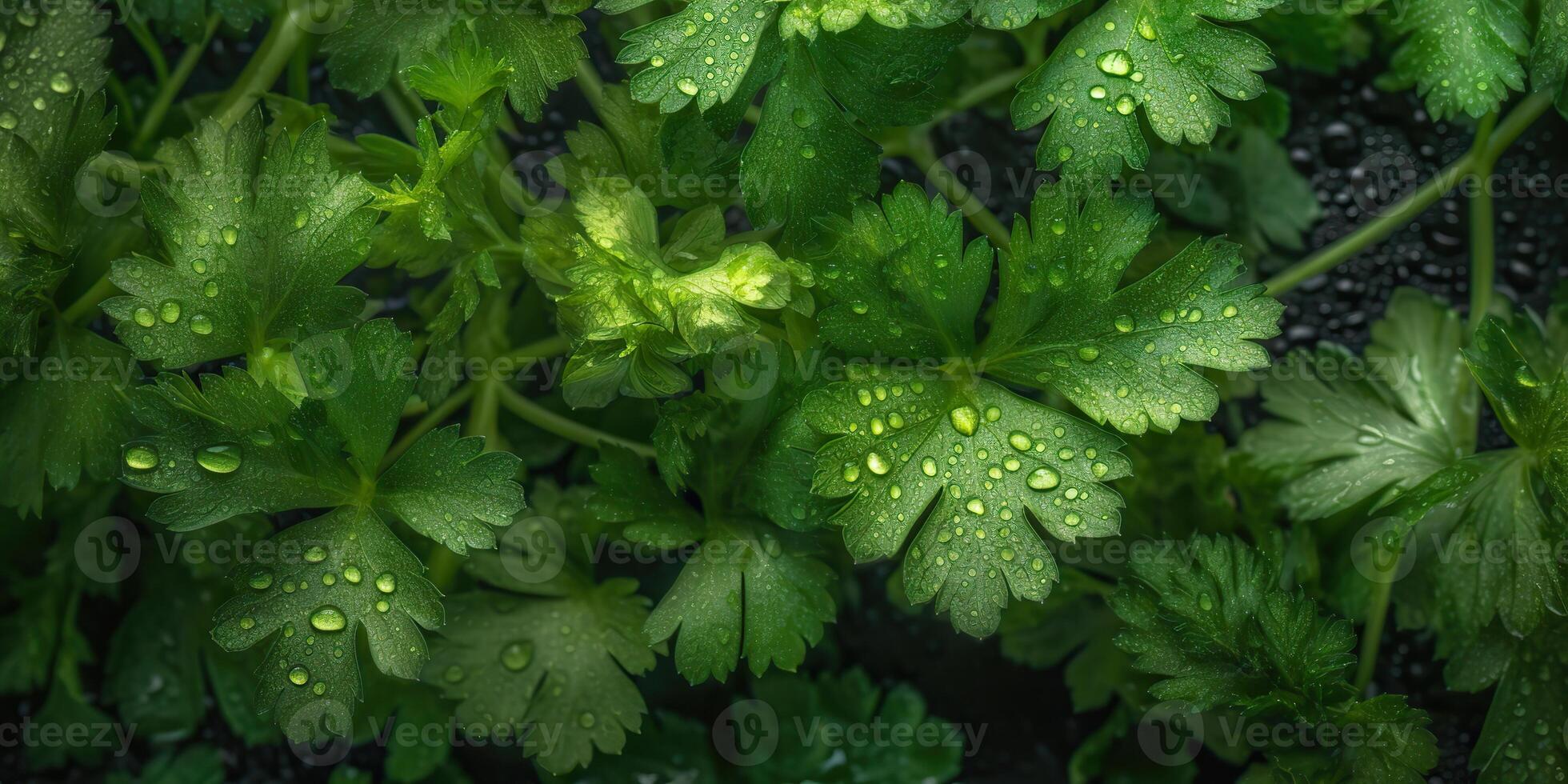 ai gerado. ai generativo. macro fotorrealista tiro ilustração do eco orgânico salsinha fundo. saudável verde loja vibe. gráfico arte foto