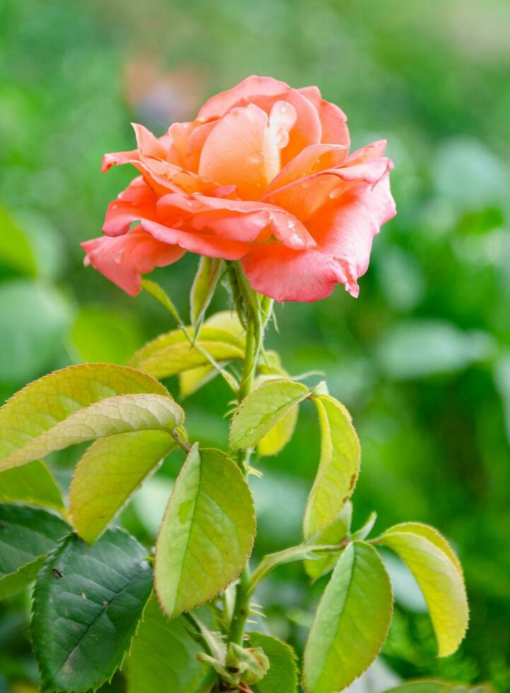 escarlate rosa dentro a jardim em uma ensolarado verão dia. a beleza do flores foto