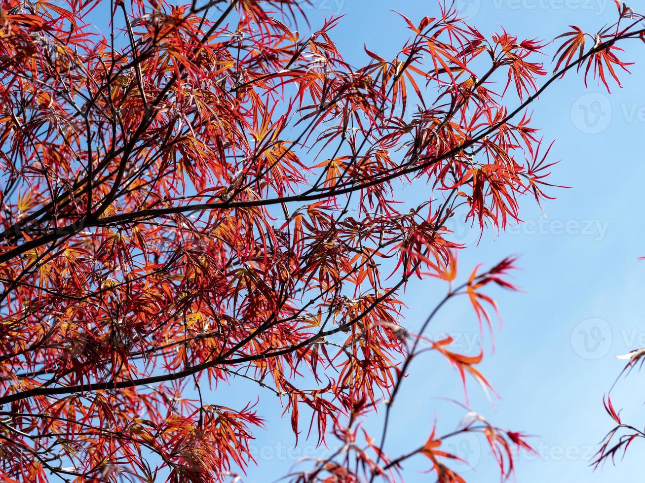 lindas folhas vermelhas de bordo japonês contra um céu azul foto