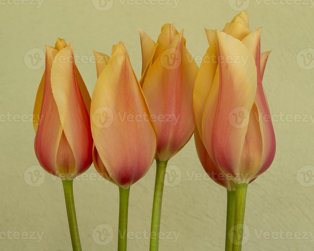 lindas flores de tulipa de pêssego em um fundo simples foto