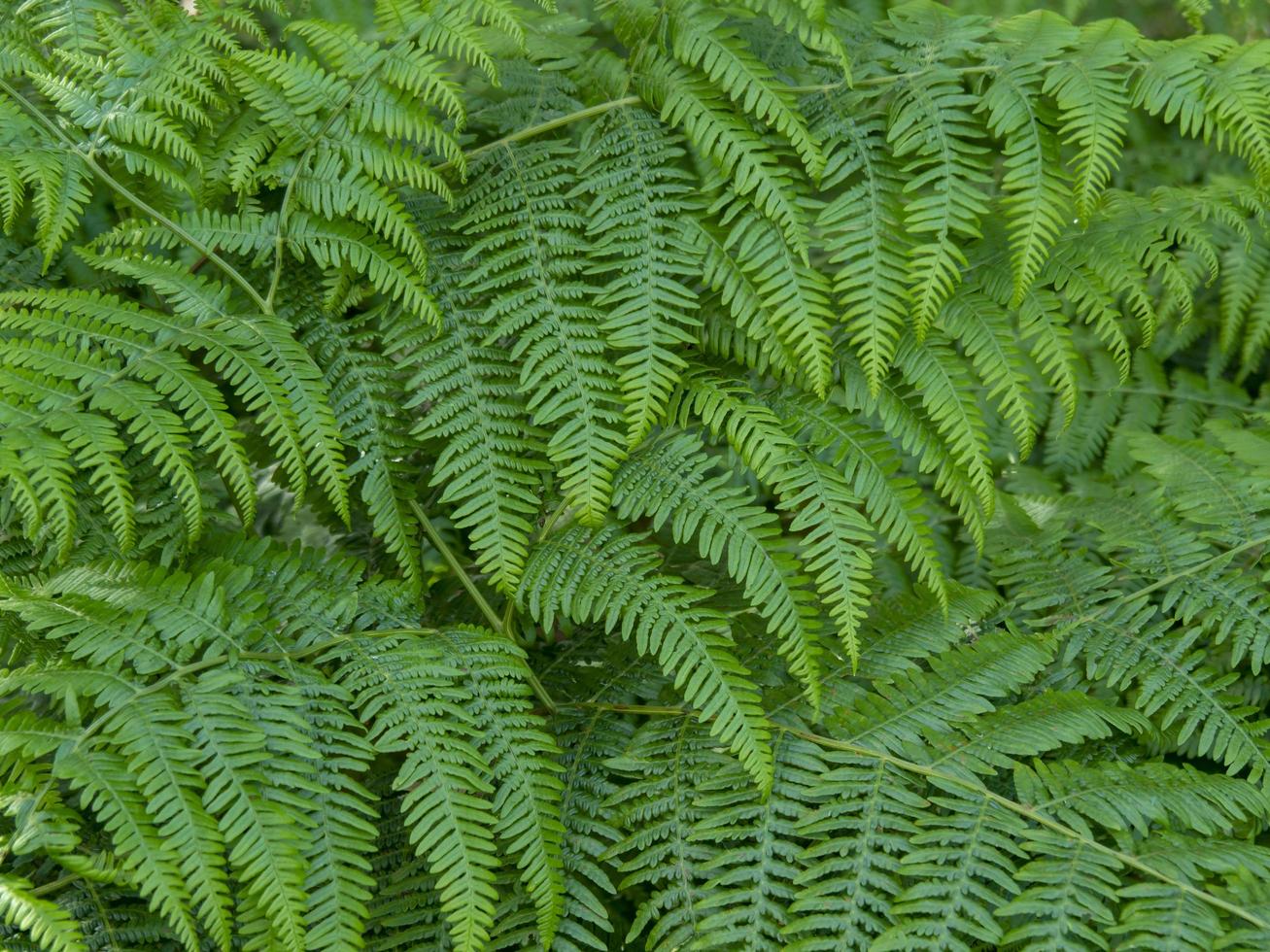 close-up das folhas da planta samambaia verde densa foto