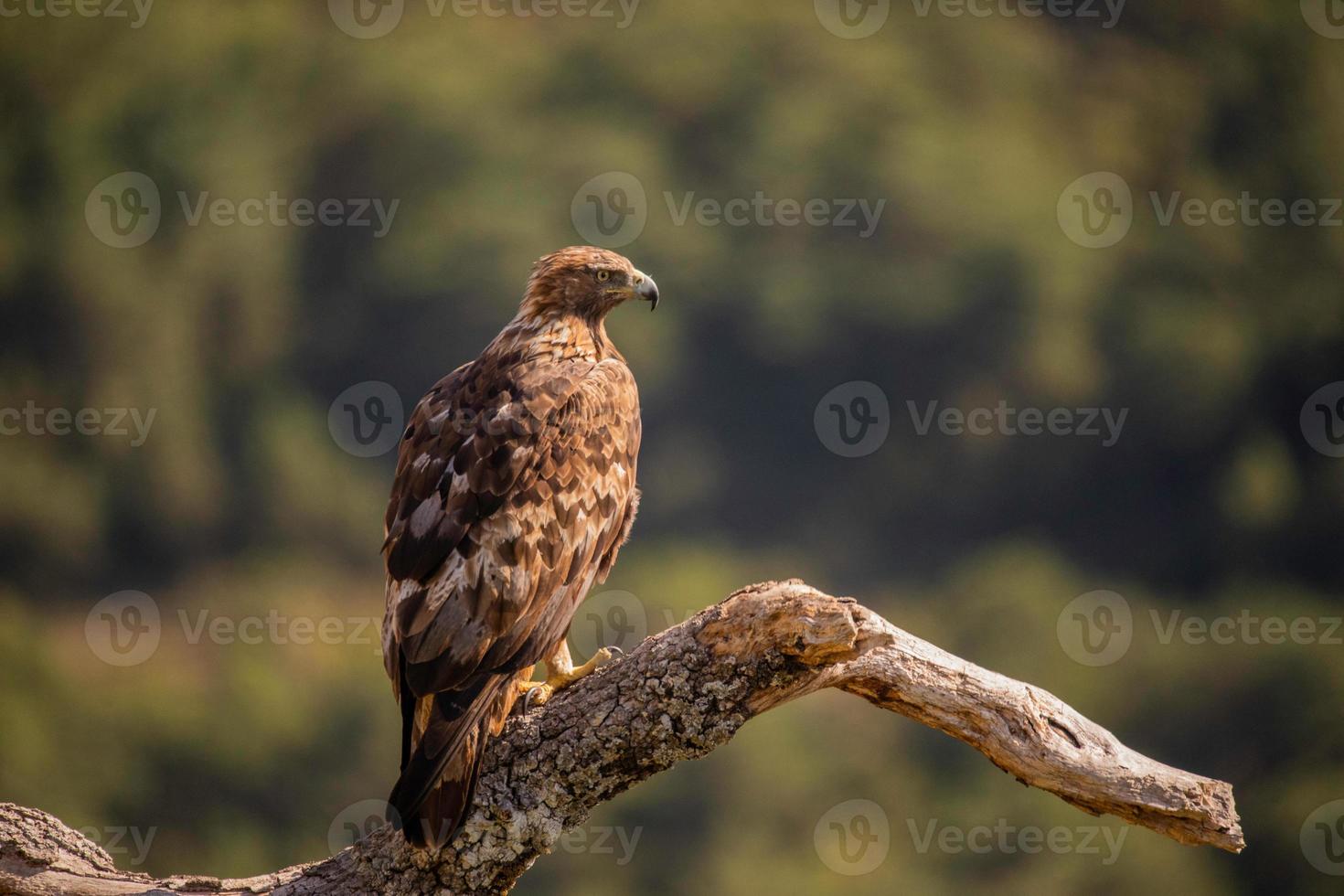 águia dourada aquila chrysaetos foto