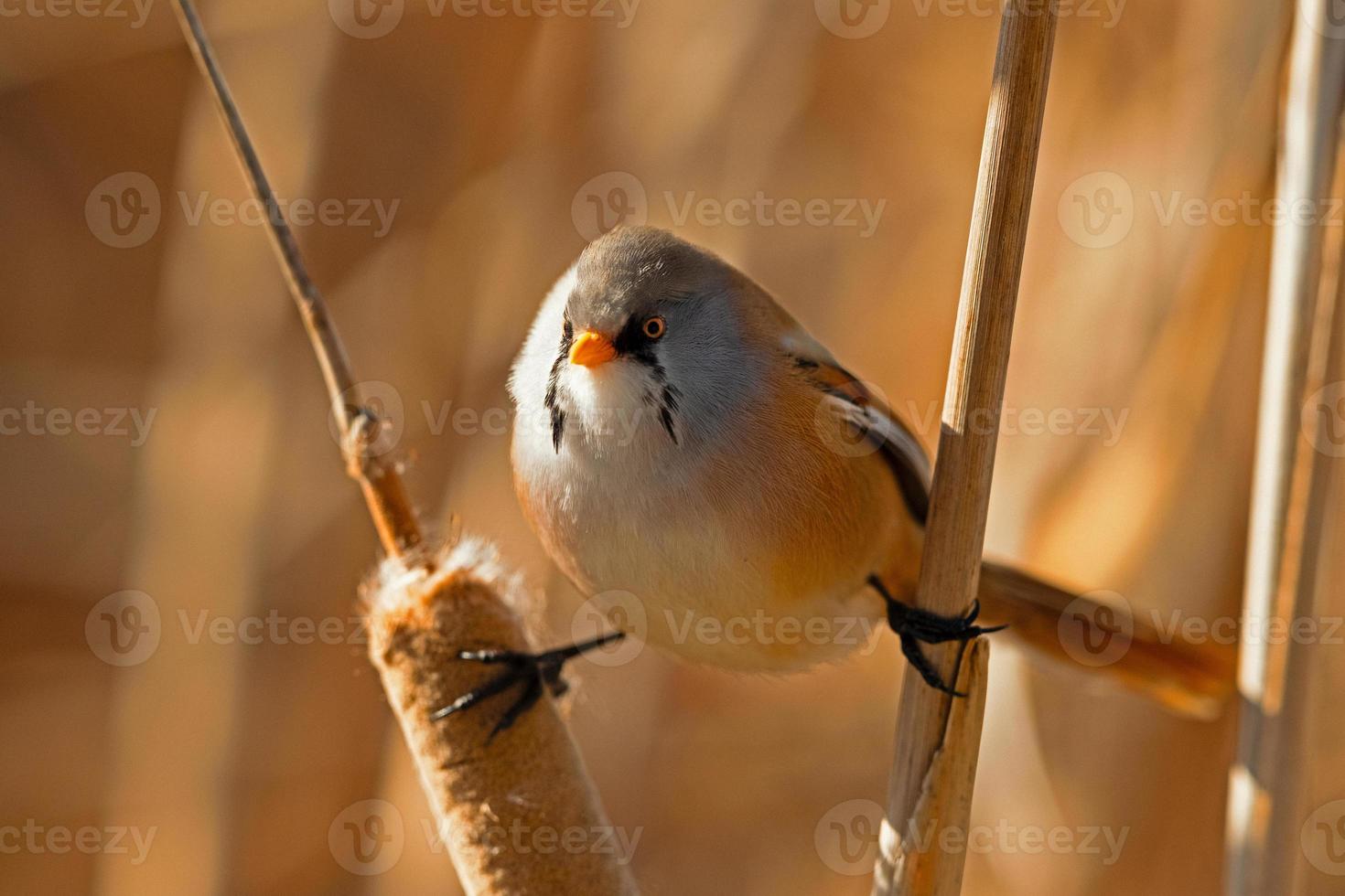 barbudo caniço panurus biarmicus foto