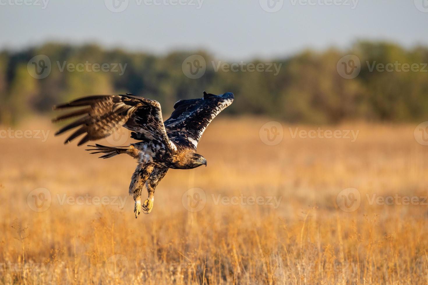 águia imperial espanhola aquila adalberti foto