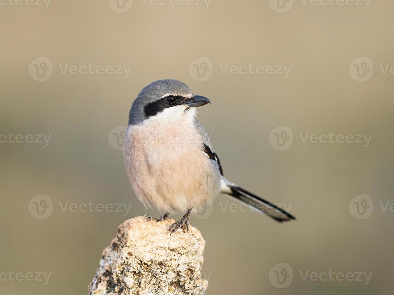 picanço cinza ibérico lanius meridionalis foto