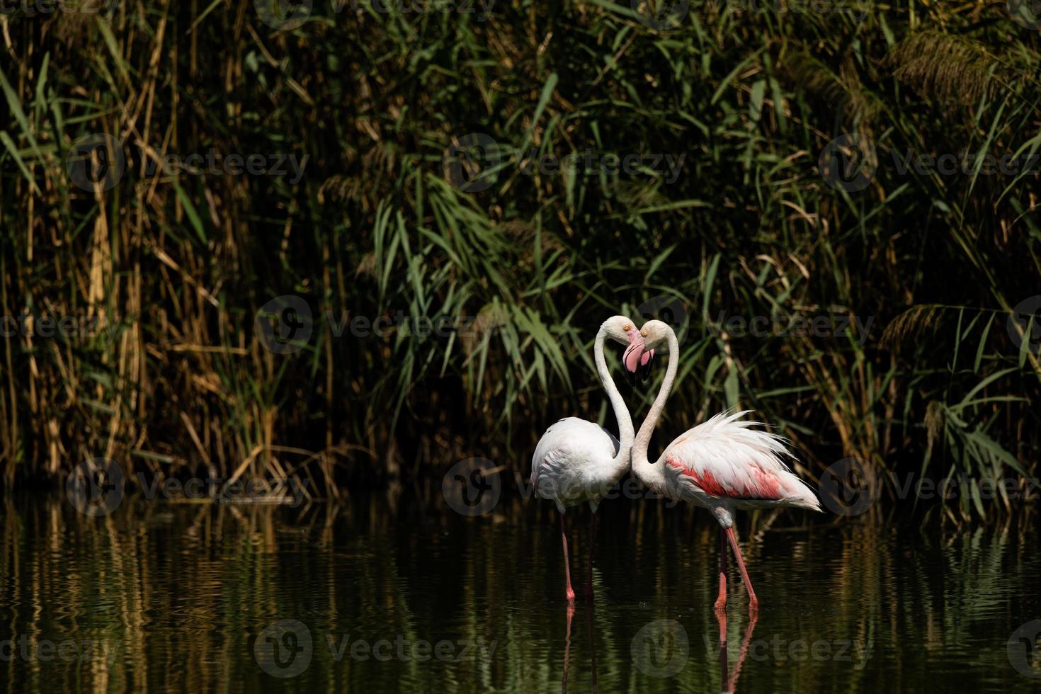 grande flamingo phoenicopterus roseus foto