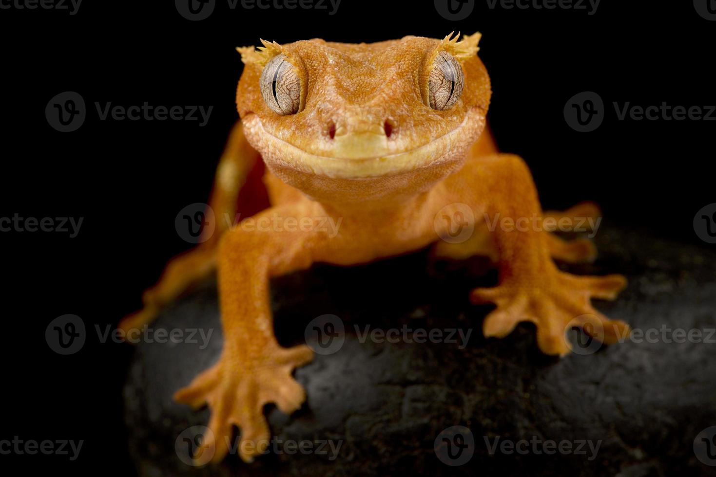 gecko-crista correlophus ciliatus foto