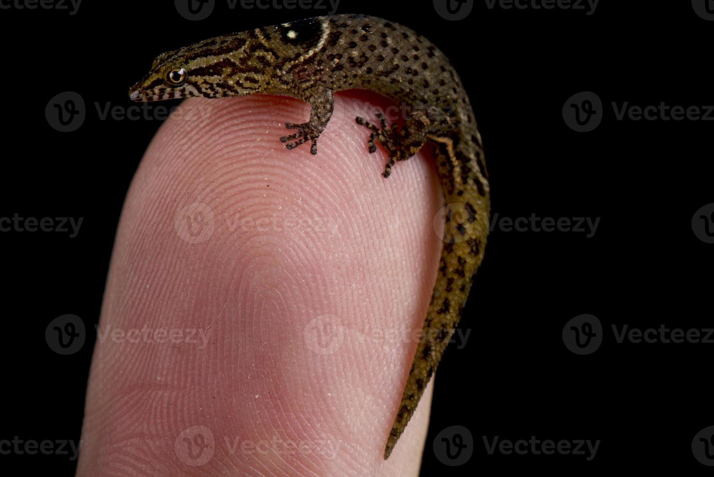 banco anguila geckolet sphaerodactylus parvus foto