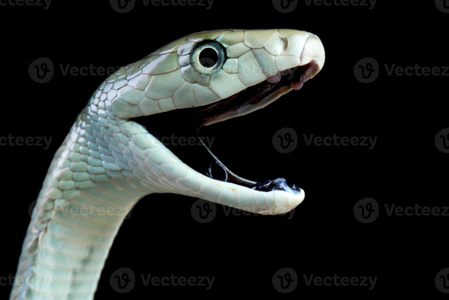 Black mamba attack dendroaspis polylepis foto