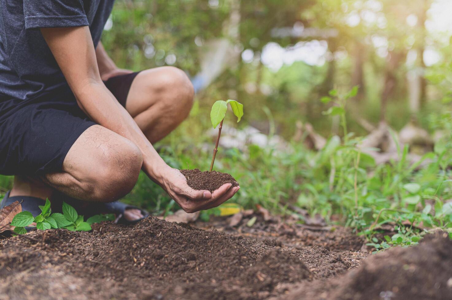 dia mundial do meio ambiente, plantar árvores e amar o meio ambiente, amar a natureza. foto