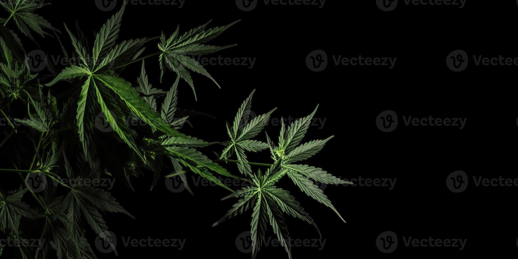 ai gerado. ai generativo. foto macro tiro do realista cannabis folhas em Sombrio temperamental Preto fundo. pode estar usava para remédio promoção ou gráfico Projeto. gráfico arte