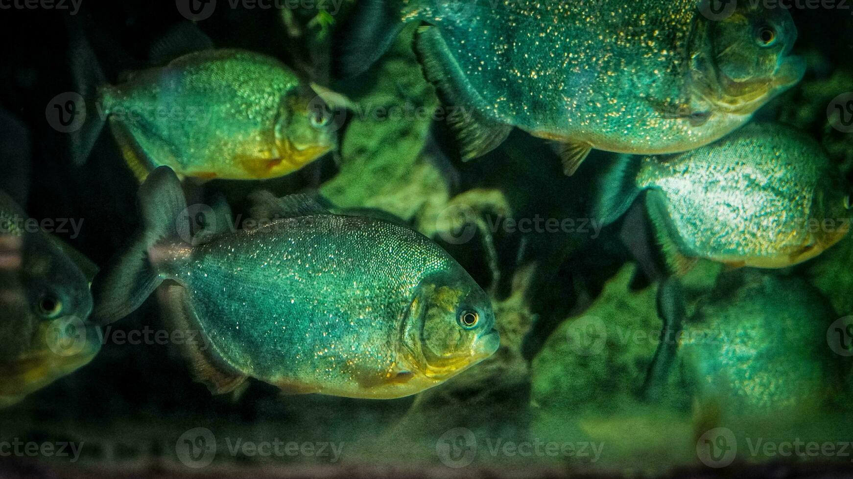 uma escola do feroz piranhas dentro uma cativante aquário exibição foto