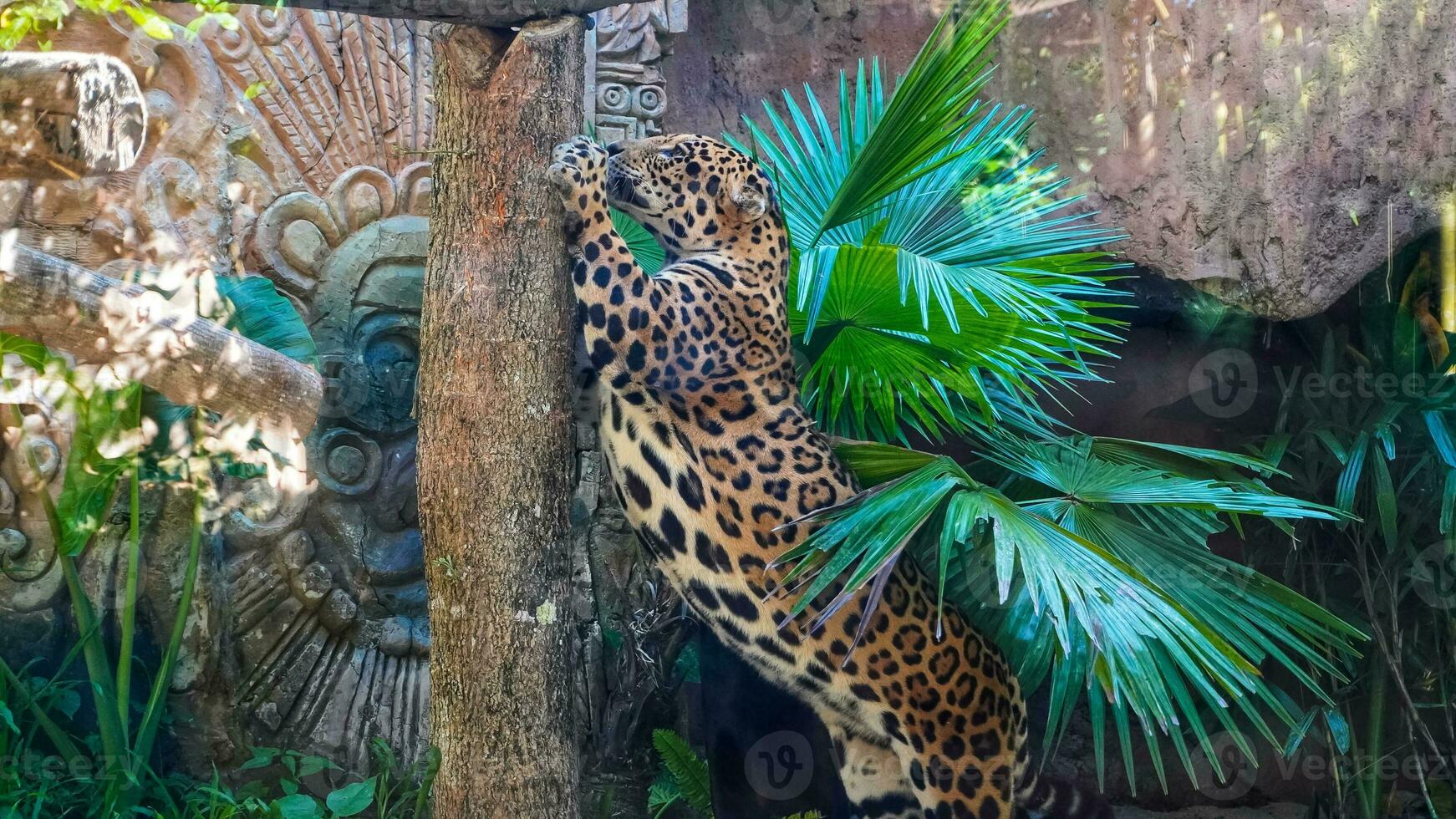 leopardo em a escalar majestoso grande gato escala uma árvore às bali safári foto