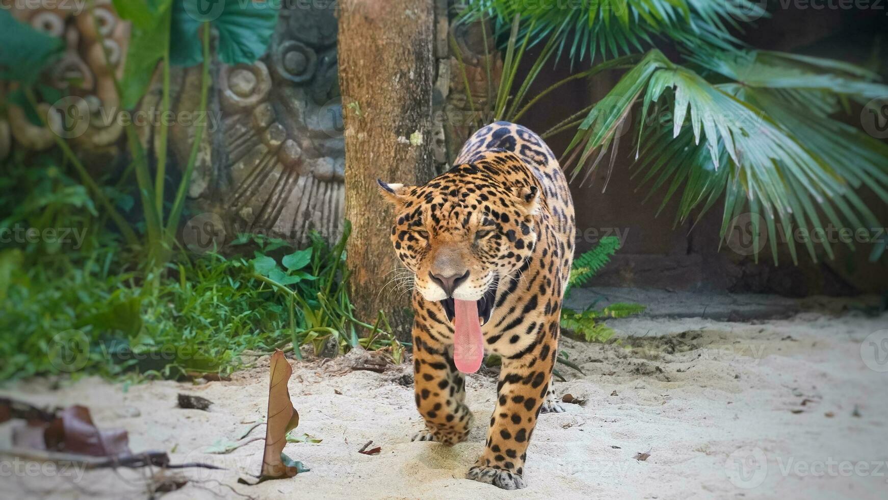 a Bengala tigre preso Fora Está língua e bocejou. Bengala tigre às bali safári parque foto