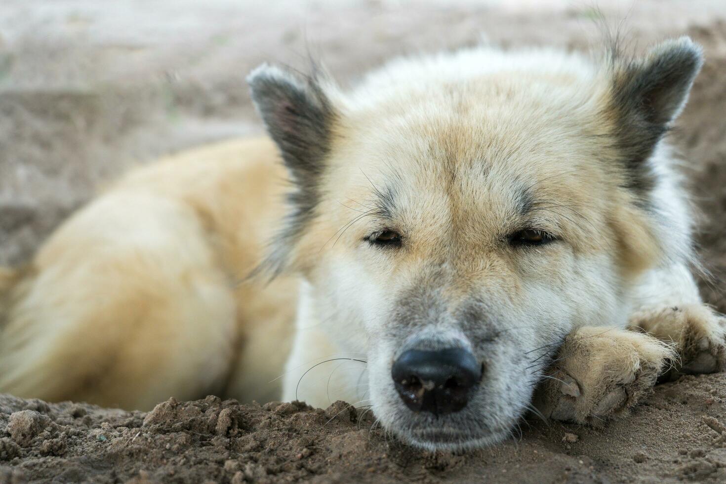 uma branco tailandês bangkaew cachorro senta em a terra dentro a campo vencimento para a quente clima dentro tailândia. a fofura do cachorros Como animais de estimação dentro a casas do muitos pessoas. foto