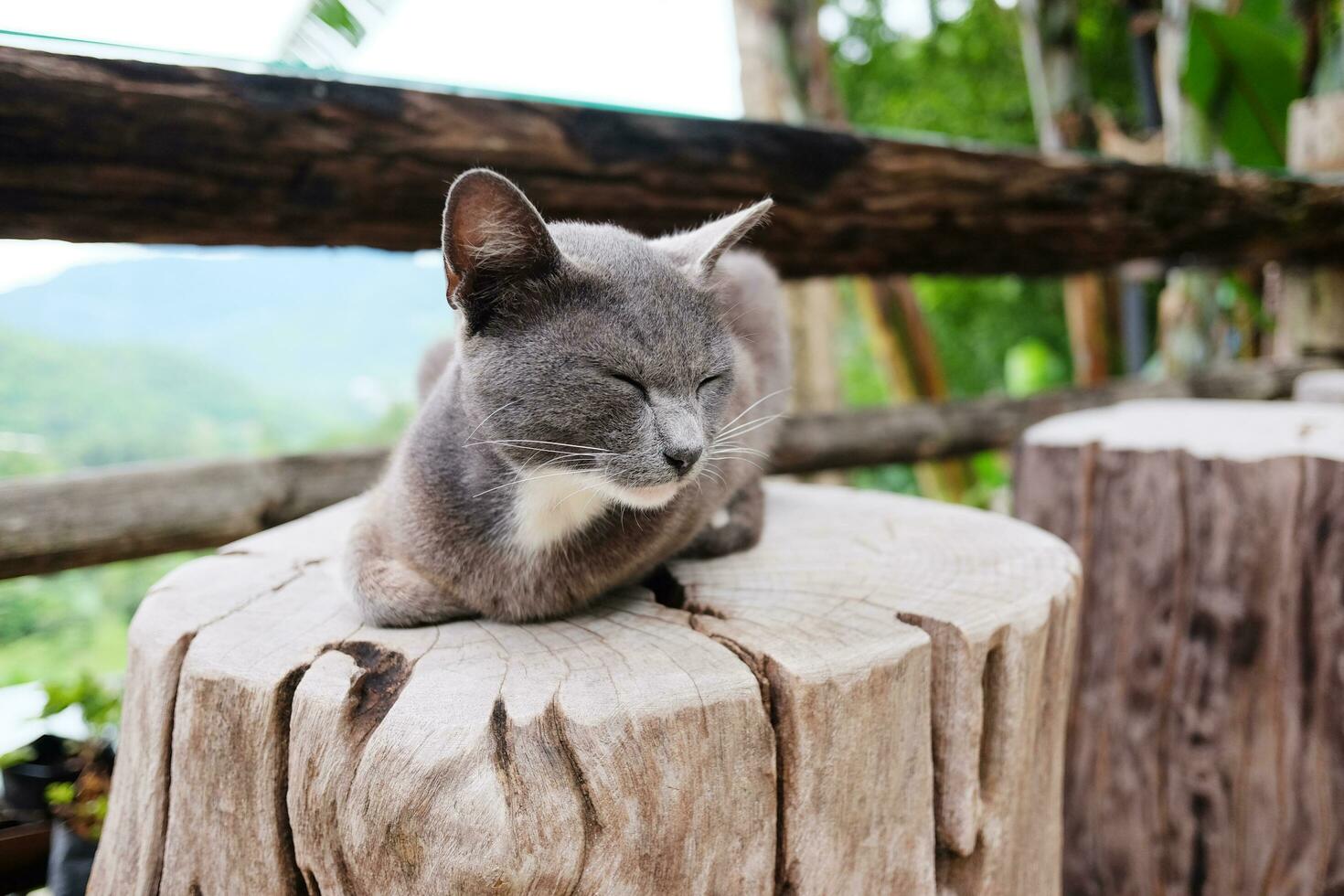 fofa cinzento gato dormindo amd relaxante em árvore toco dentro natural jardim foto
