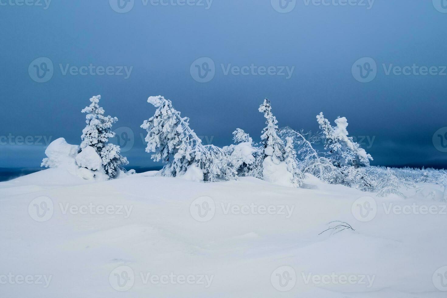 severo norte inverno coberto de neve gelado natural fundo com uma congeladas árvores minimalista panorama com nu Nevado árvores dentro uma inverno campo. surpreendente cena dentro azul nublado e nebuloso clima. foto