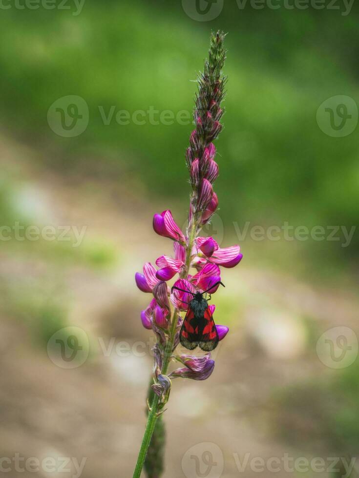 a meadowsweet heterogêneo borboleta coleta néctar a partir de a sanfeno. macro fotografia, seletivo foco. vertical visualizar. foto