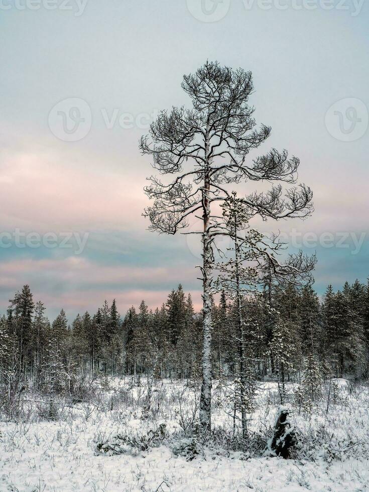 surpreendente ártico panorama com uma árvore dentro a neve em uma polar dia foto