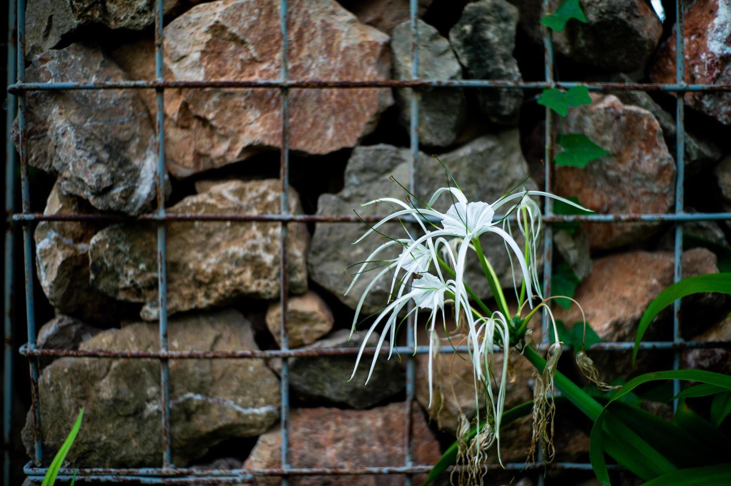 flor branca desabrochada com parede de pedra desfocada no fundo foto