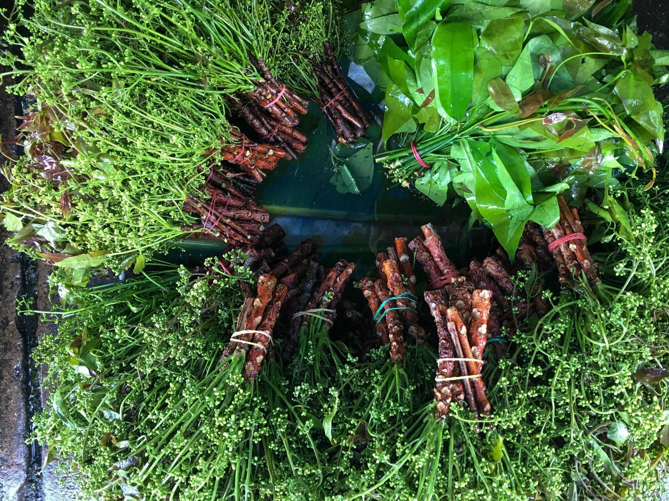 closeup buquê de vegetais amargo com gotas de água na cesta para venda no mercado foto