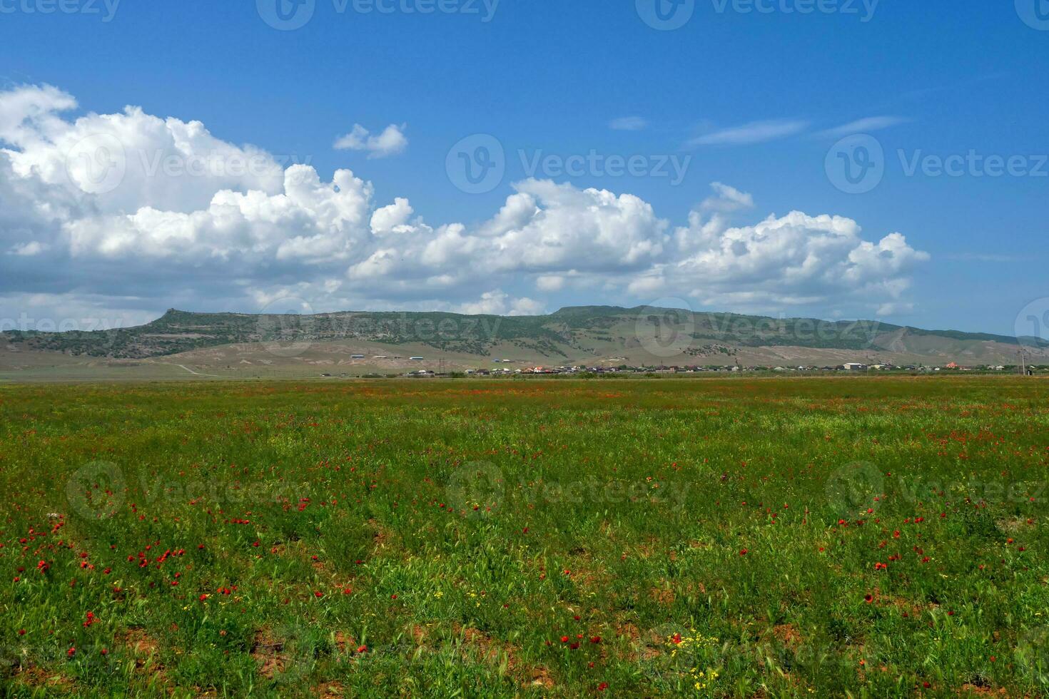 montanha pasto, papoula campo com lindo branco nuvens em a horizonte. foto