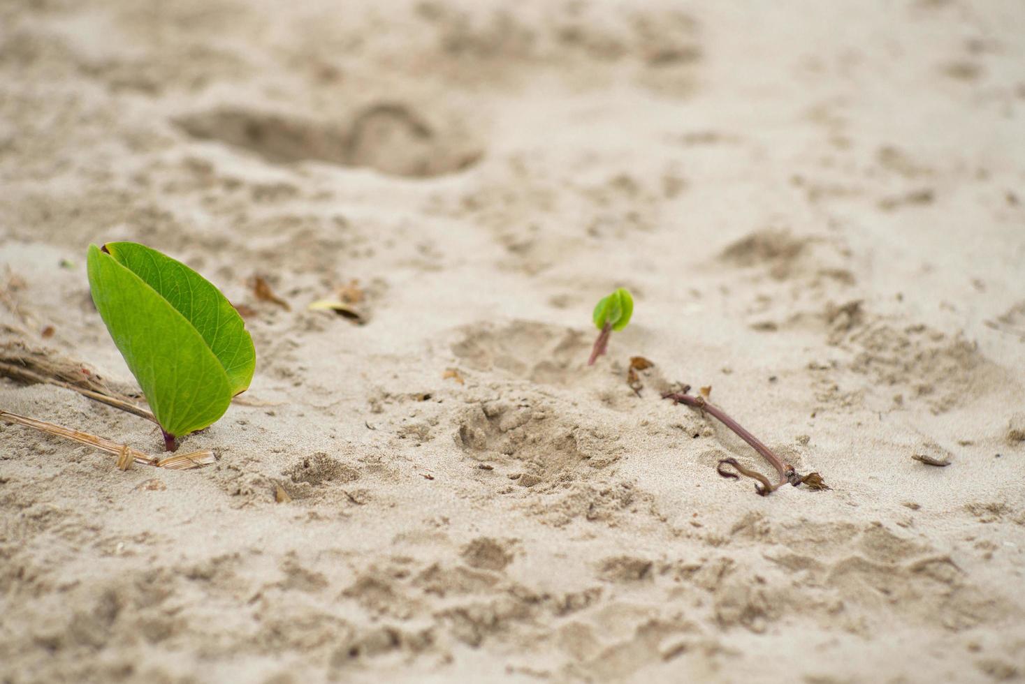 foto do close up de plantas bienais na praia.