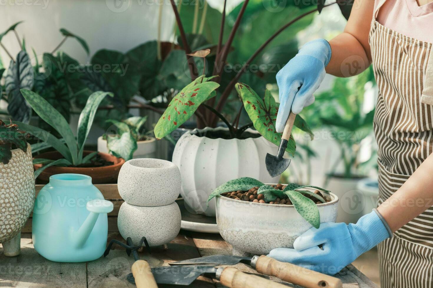 jovem mulher jardineiros transplante plantar dentro cerâmico potes. foto