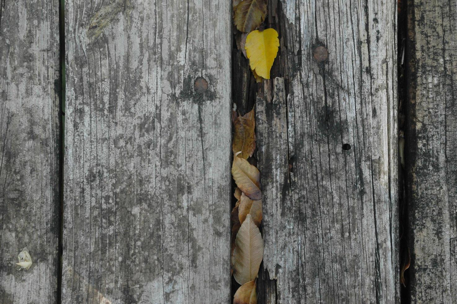 textura de fundo com madeira velha e folhas amarelas de outono foto