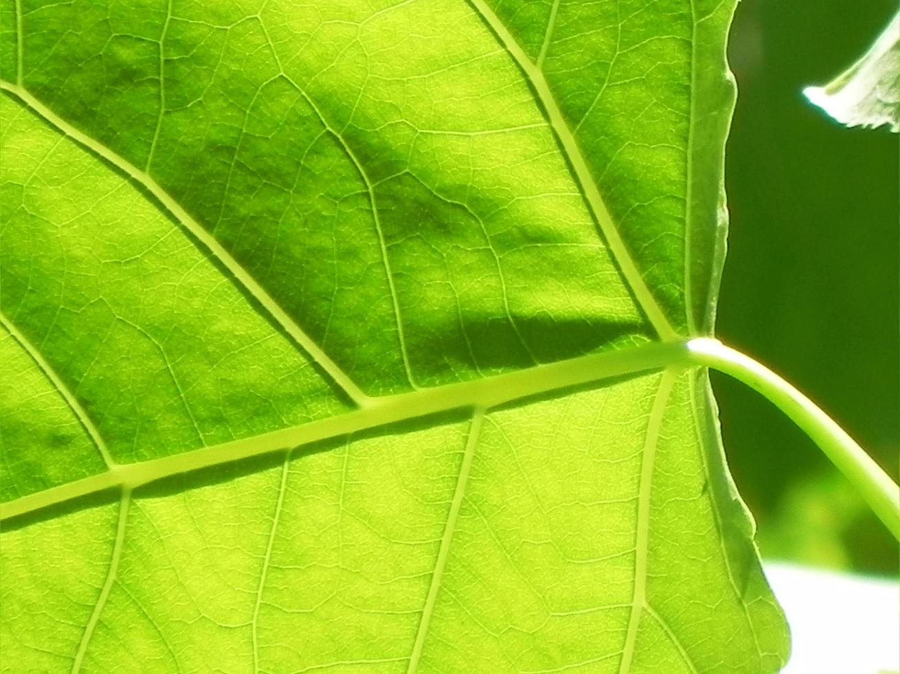 close-up da textura da folha verde foto